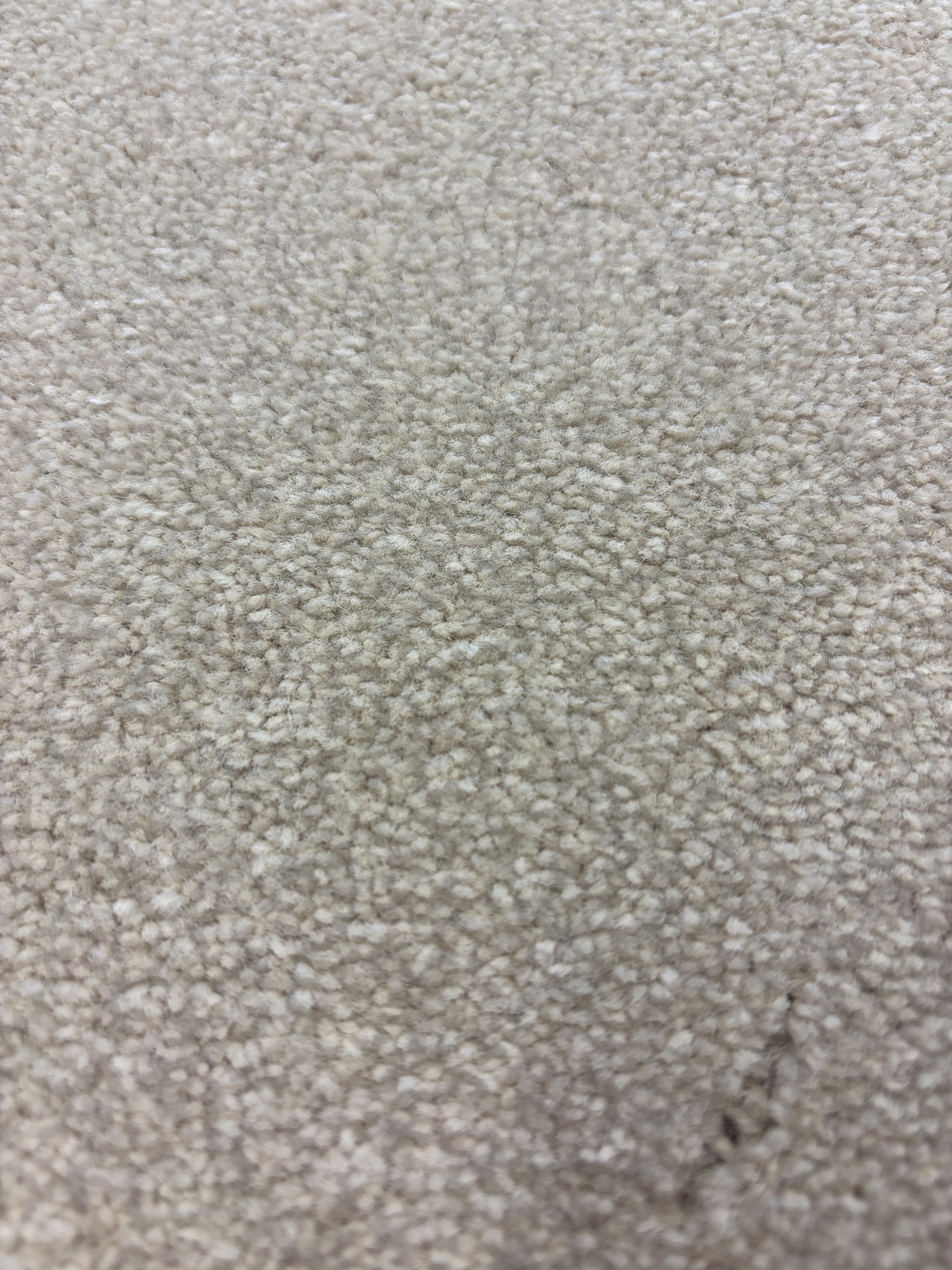 Ascot carpet