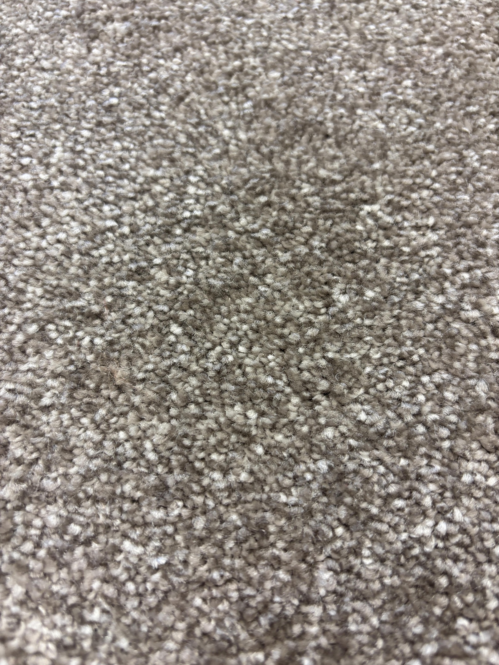 Ascot carpet