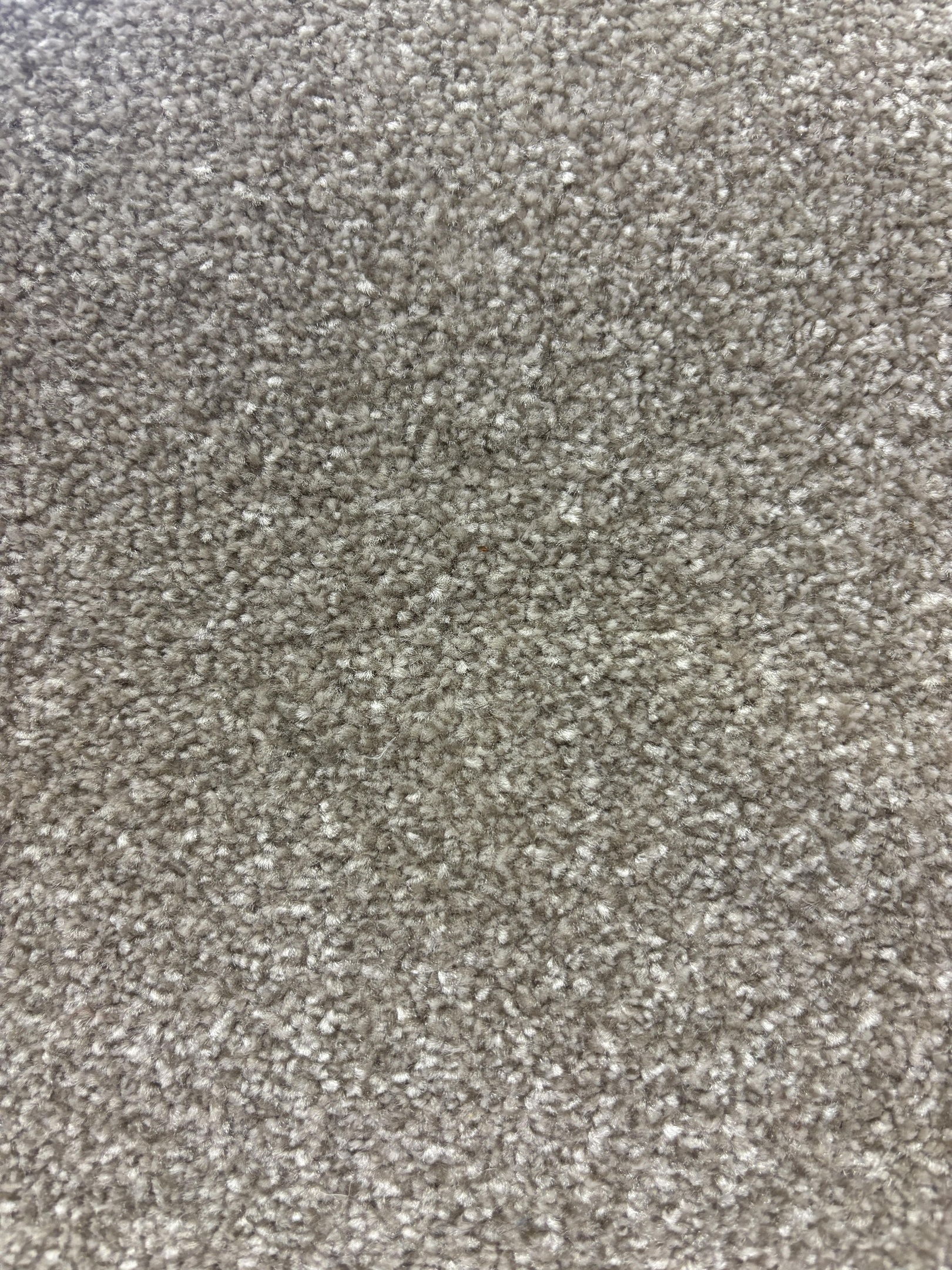 Ascot carpet