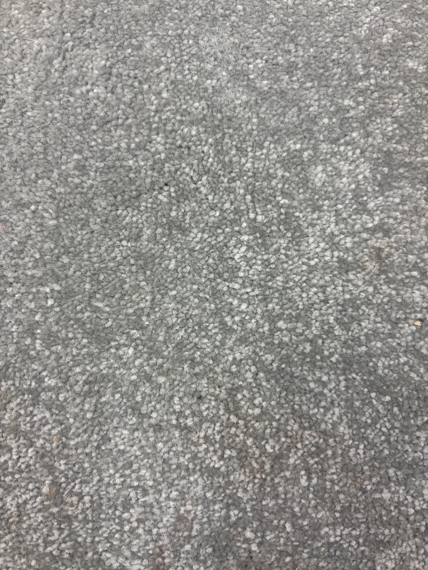 Ascot carpet