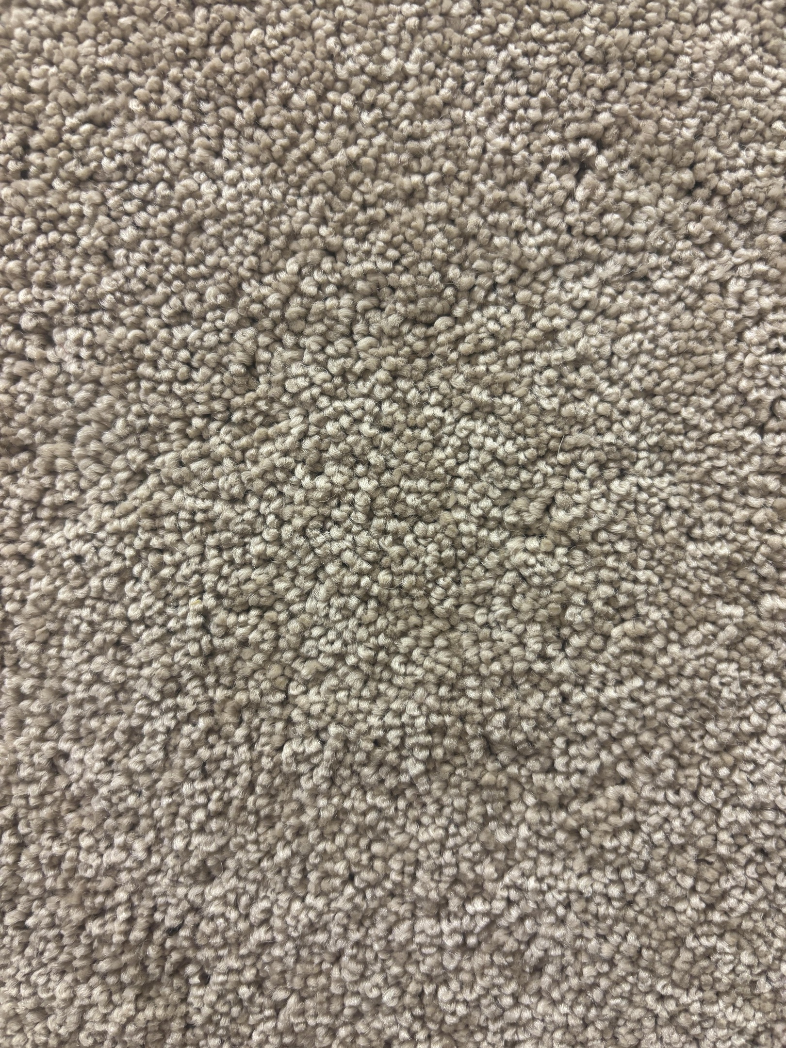 Ascot carpet